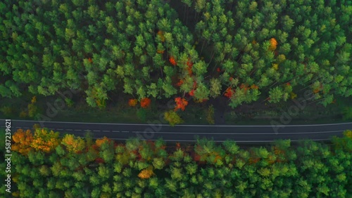 Two-lane freeway stretches among lush green and yellowed trees growing in forest. Modern road and wild nature on autumn day aerial view photo