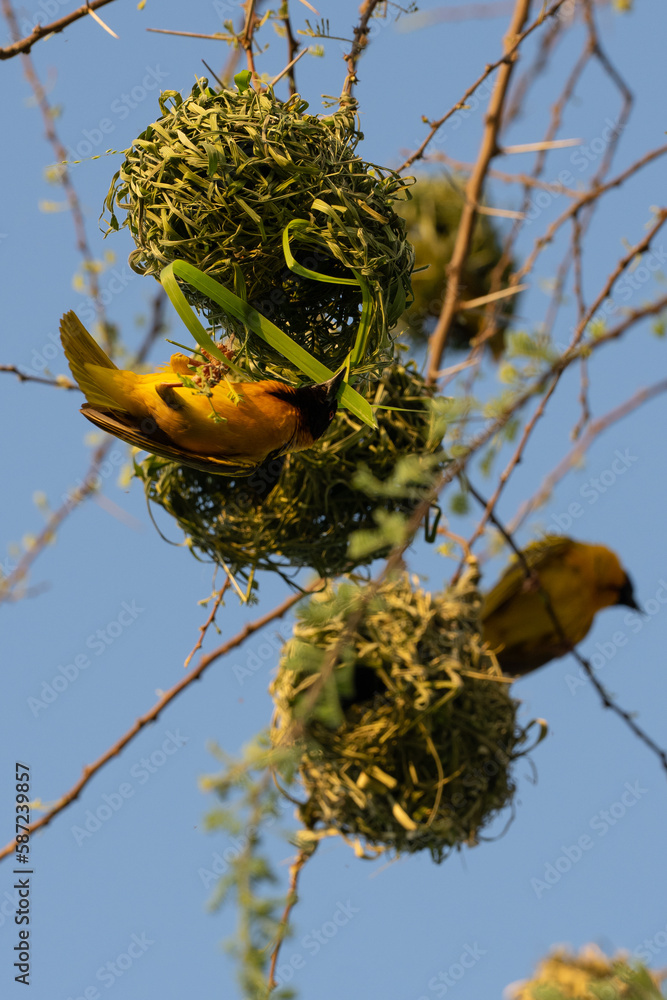 Fototapeta premium Vertical shot of a yellow bird in Serengeti, Tanzania