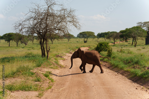 Closeup shot of an African bush elephant in Serengeti, Tanzania