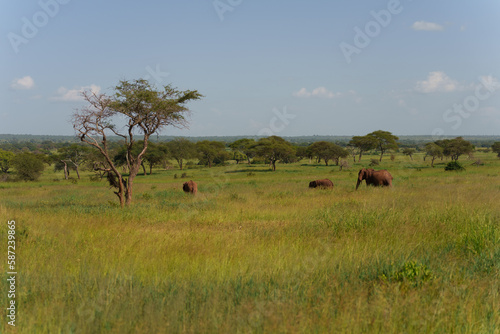 Closeup shot of African bush elephants in Serengeti, Tanzania