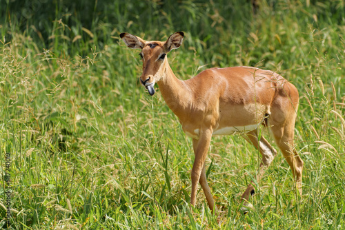 Closeup shot of an impala in the forest in Serengeti, Tanzania