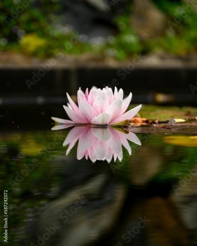 Love of the Lotus at Botanic Gardens