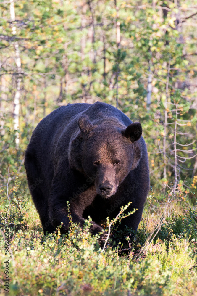 Photo of a brown bear