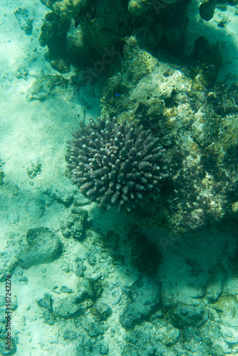 A photo of corals