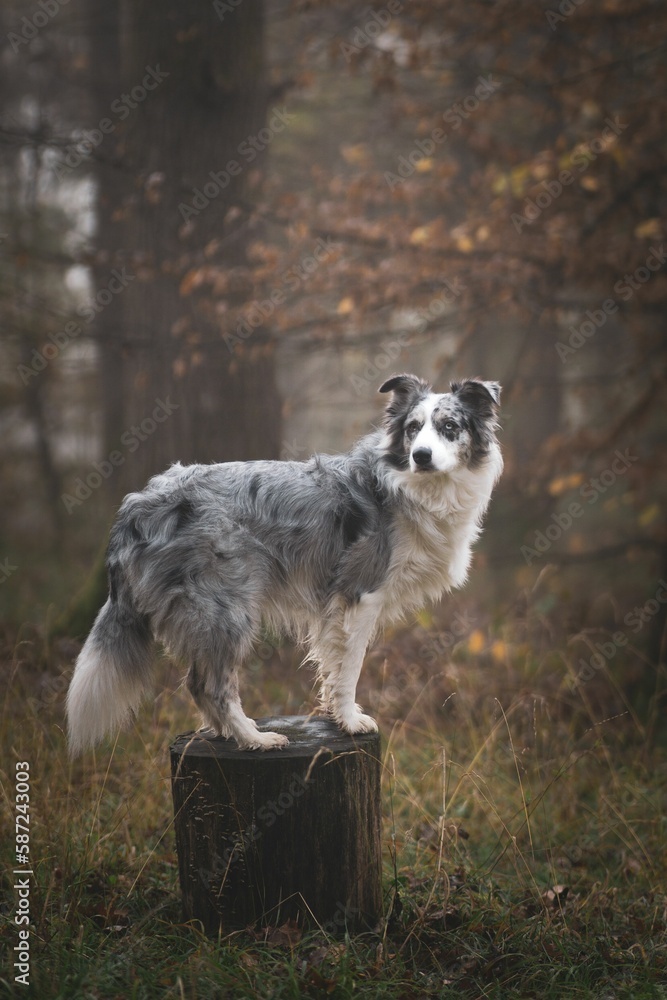 Vertical shot of a Australian Shepherd standing on a pole Vertical shot of a Australian Shepherd standing on a pole