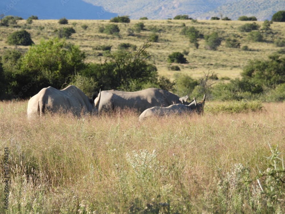 Obraz premium National Parks across South Africa 