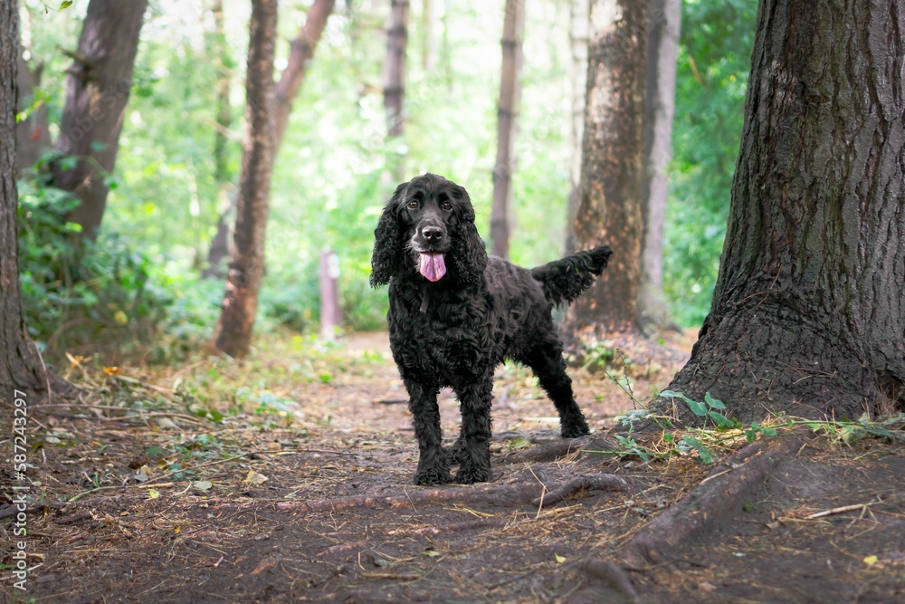 Black Australian Shepherd in a park Black Australian Shepherd in a park
