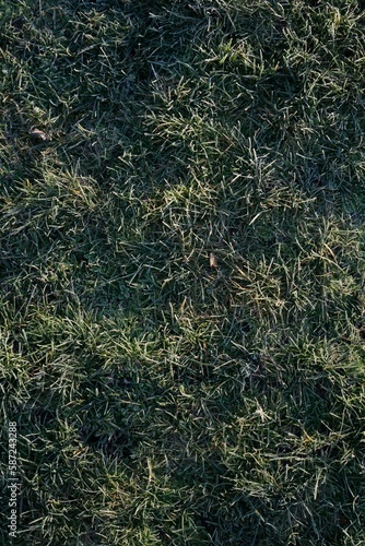 Vertical shot of cut grass pile
