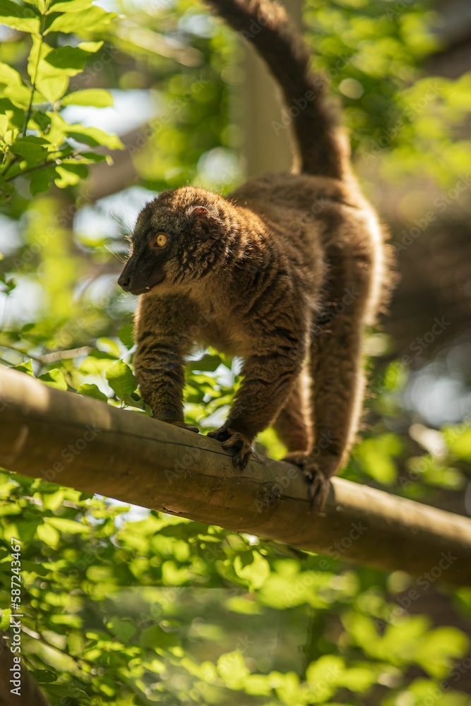 Obraz premium Vertical shot of a cute Common brown lemur on a branch