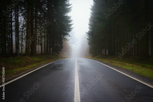 Road surrounded by tall pine trees on a foggy wet day