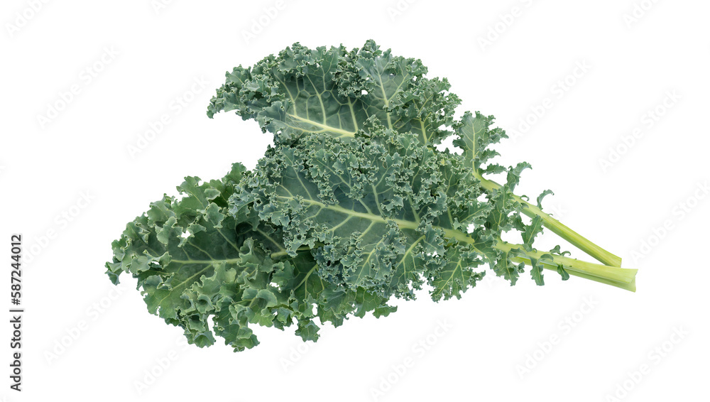 Green curly kale vegetable on a white background. Green curly kale vegetable on a white background.