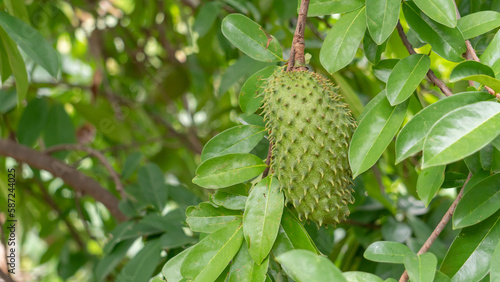 Green soursop fruit hanging on a soursop tree. photo