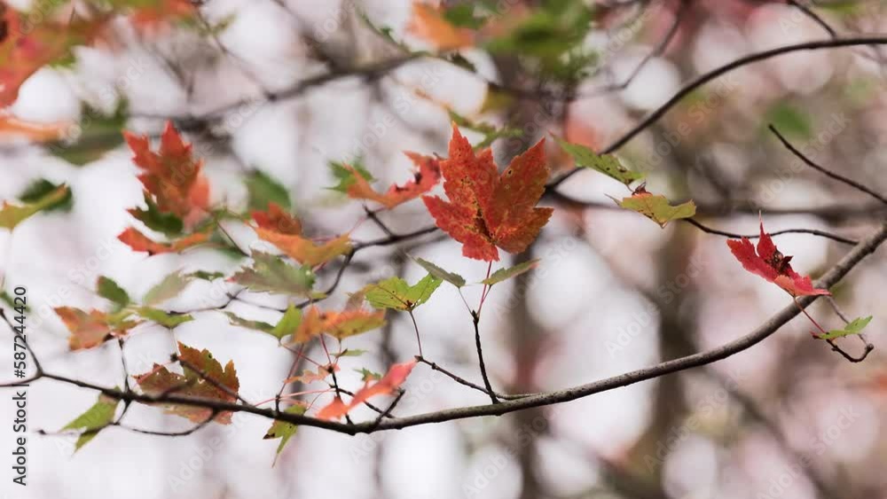 Gentle wind moving the red maple leaves against a blurred view of the tree branches Gentle wind moving the red maple leaves against a blurred view of the tree branches