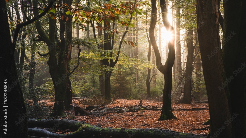 Obraz premium Dancing trees of the Speulderbos through sunset lights in Gelderland, Netherlands