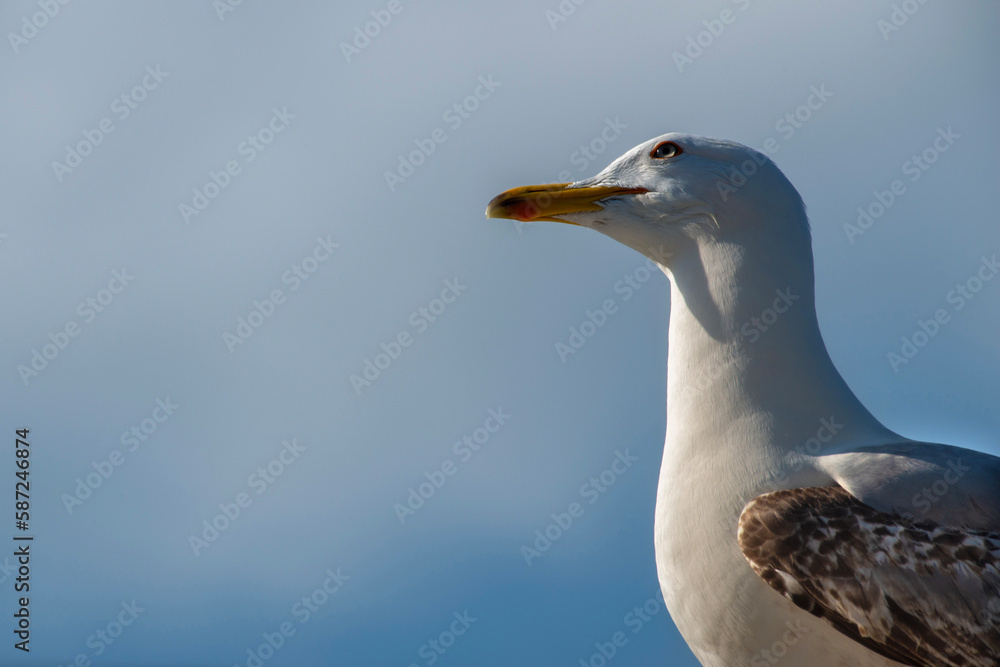 Blue clouds in the background. Close-up photo of seagull.Seagull watching. Seagull portrait. Blue clouds in the background. Close-up photo of seagull.Seagull watching. Seagull portrait.