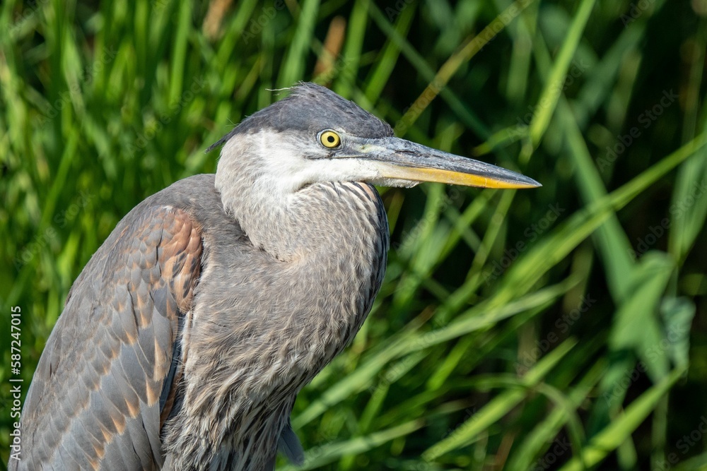 Closeup of a great blue heron (Ardea herodias) against green background