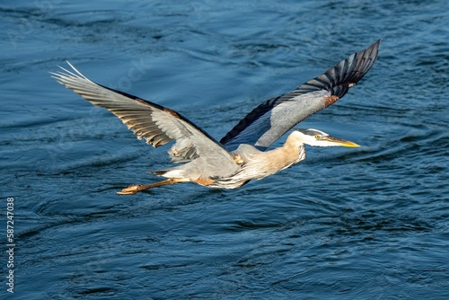 Closeup of a great blue heron (Ardea herodias) flying above the water surface