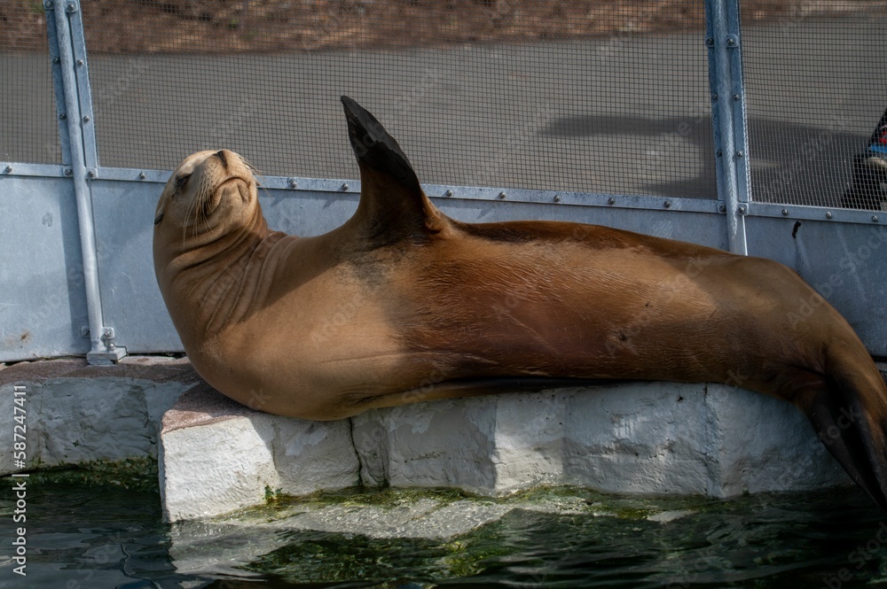 Fototapeta premium Cute brown seal waving with its flipper near a pond at a zoo