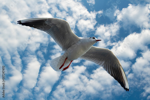 Seagull on blue background. European herring gull  Larus argentatus. Seagull flying in front of blue clouds.