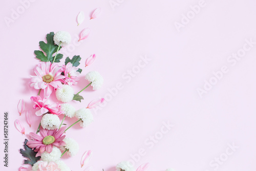 pink and white chrysanthemums on pink background background