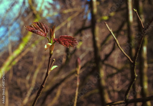 The spring awakens nature to life