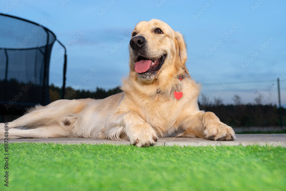 Portrait of a young male Golden Retriever lying on the back terrace. Portrait of a young male Golden Retriever lying on the back terrace.