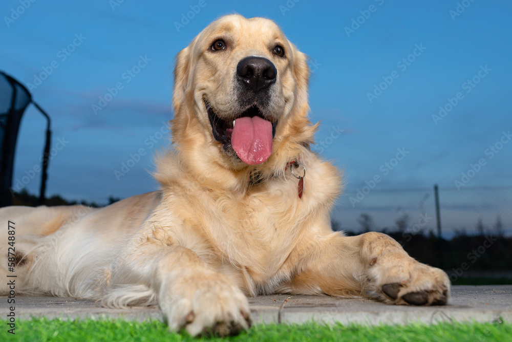 Portrait of a young male Golden Retriever lying on the back terrace.