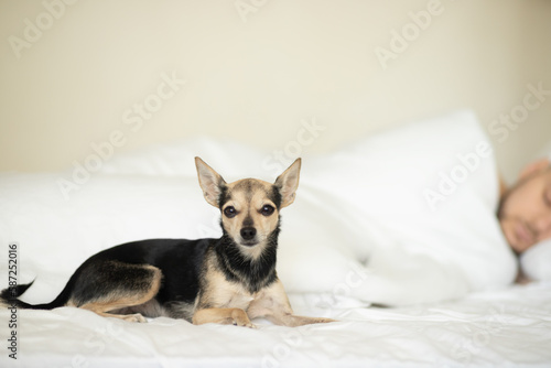 Fotografie how to wean a dog to sleep in bed, a small pet sleeps with the owner
