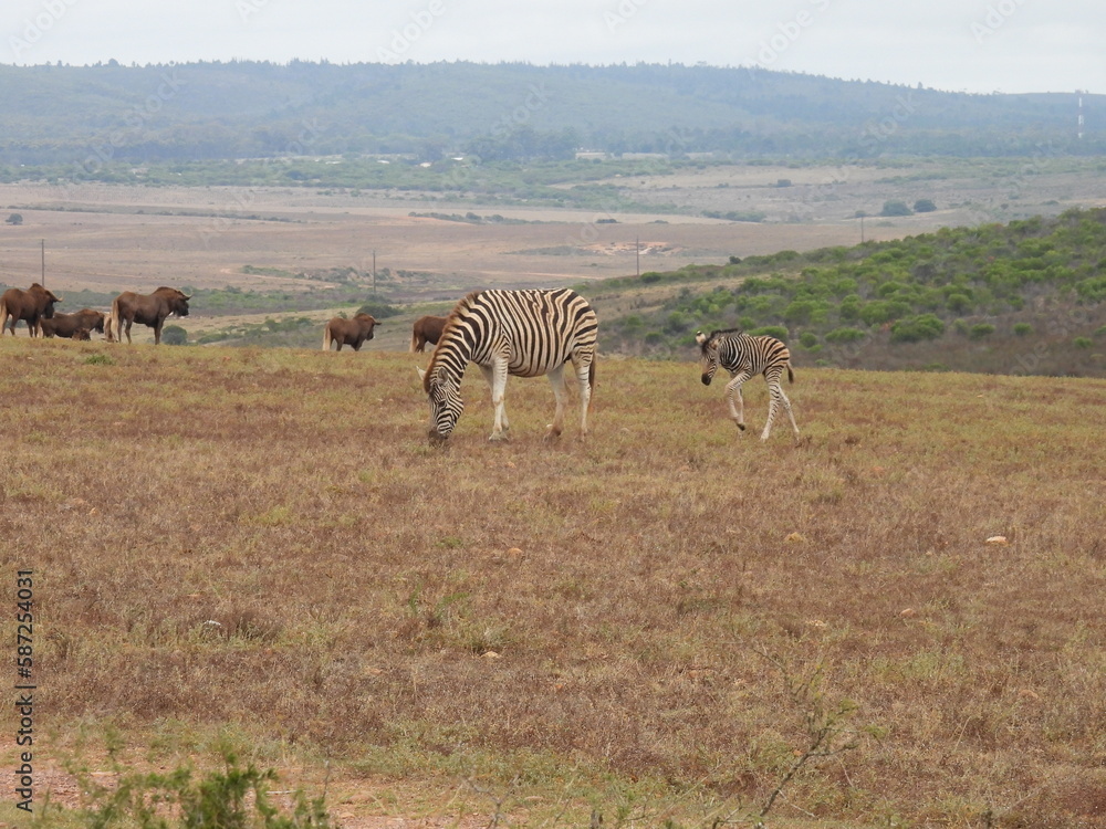 Fototapeta premium Garden Route Region SA 