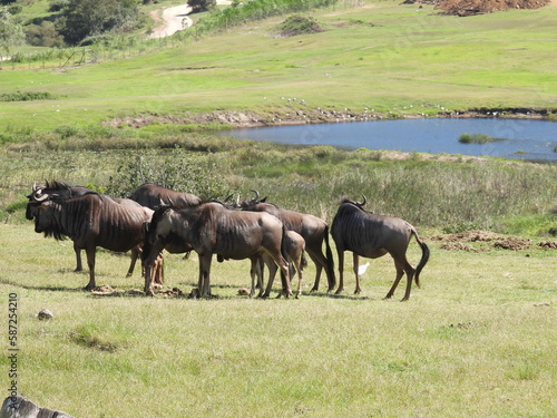 Garden Route Region SA 