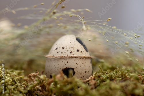 Wachtelei auf Moos, im Hintergrund Gräser. Um das Wachtelei ist eine dünne Schnur gebunden. photo