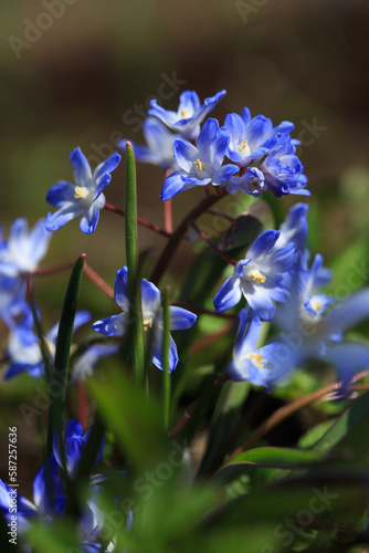 Blue Chionodoxa flowers on a sunny spring day.