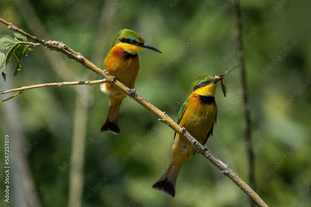 Little bee-eater on branch watches another feeding Little bee-eater on branch watches another feeding