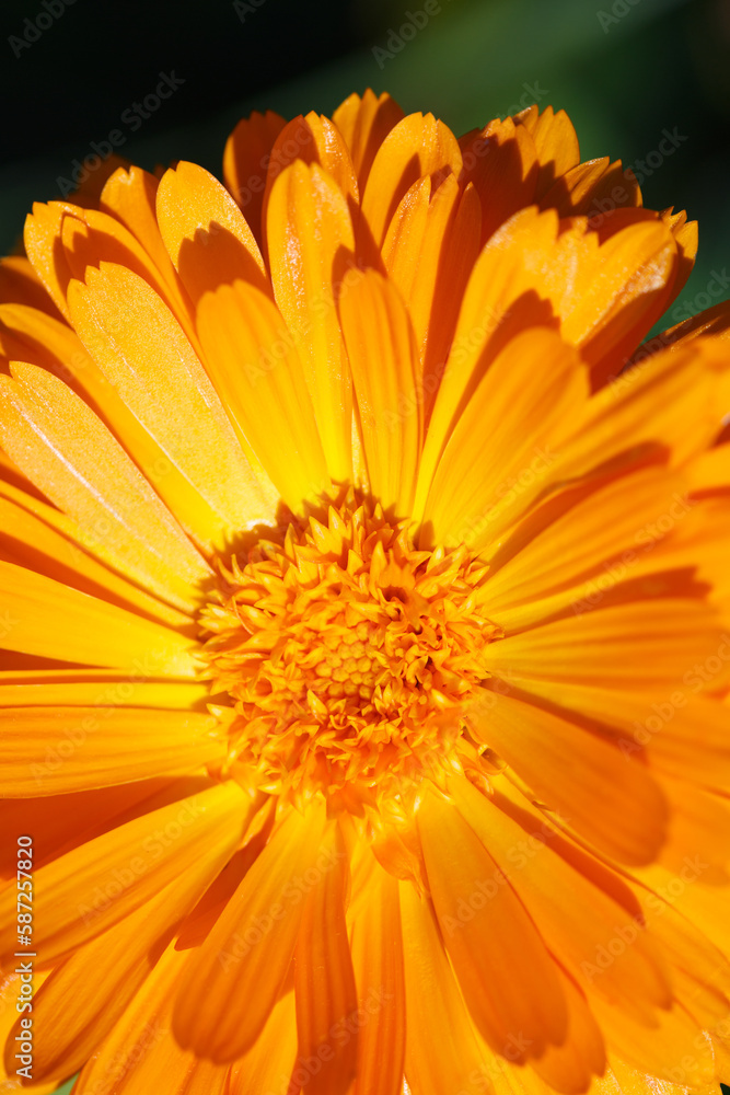 Bright yellow-orange calendula flower on a sunny day.