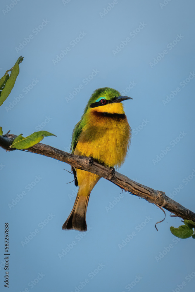 Naklejka premium Little bee-eater on sunlit branch with catchlight