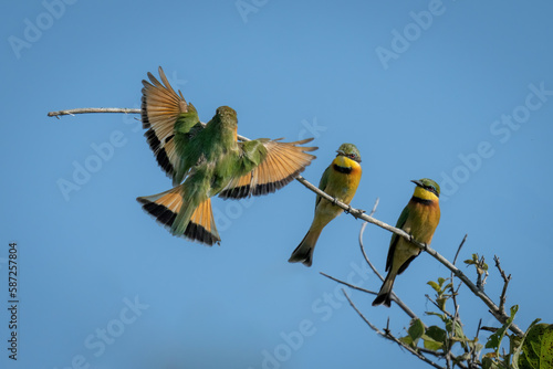Little bee-eater lands on branch near others