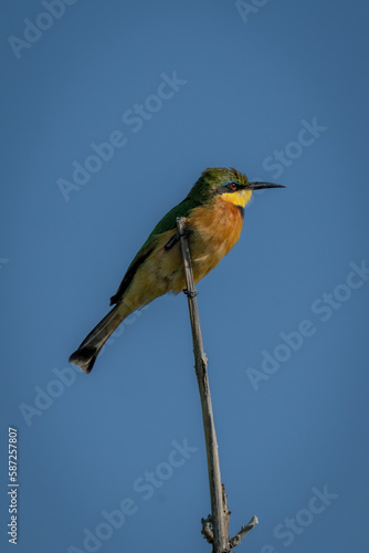 Little bee-eater on branch in golden light