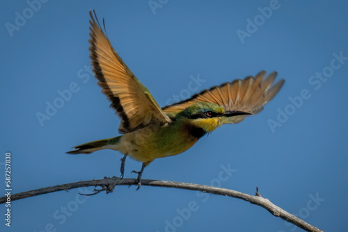Little bee-eater spreads wings to take off