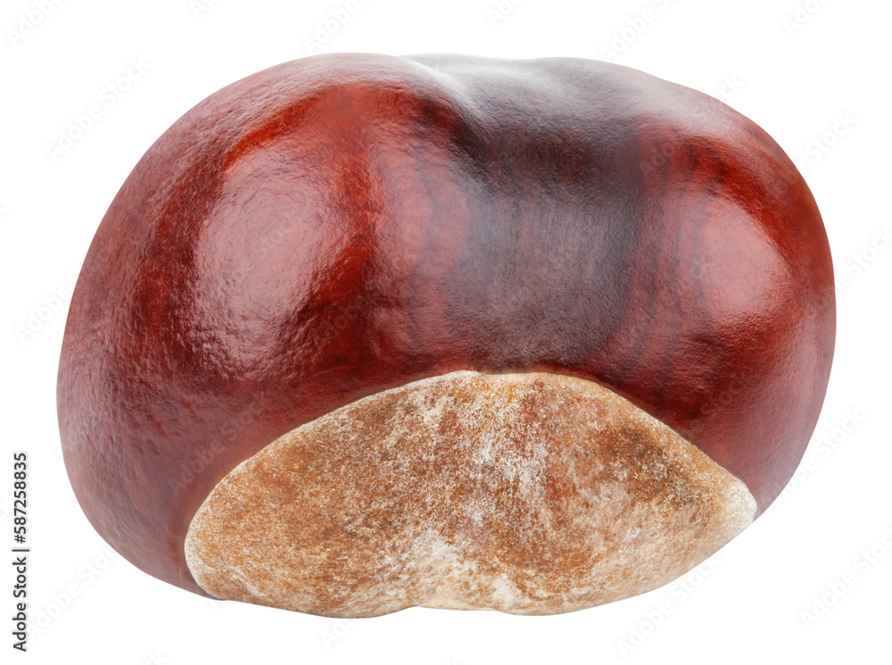 Single chestnut isolated on transparent background Single chestnut isolated on transparent background
