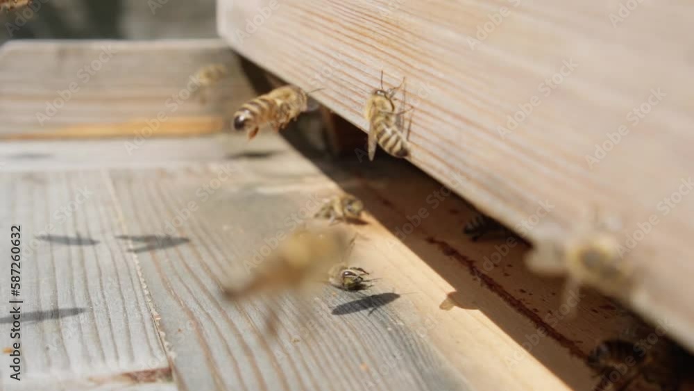 Honey bees fly into the hive, beekeeping concept. Slow motion Honey bees fly into the hive, beekeeping concept. Slow motion