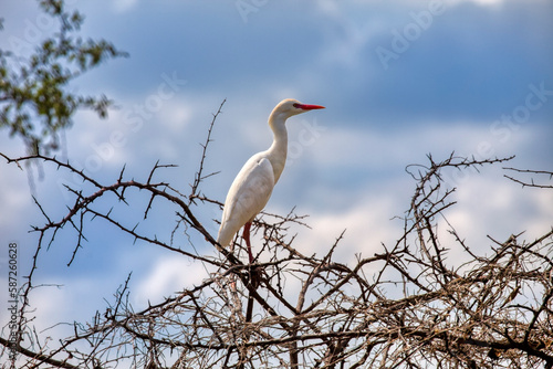 gret tropical bird in top of a dry tree photo