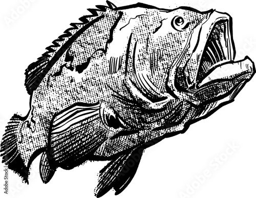Photography engraving vintage engraving hapuka fish