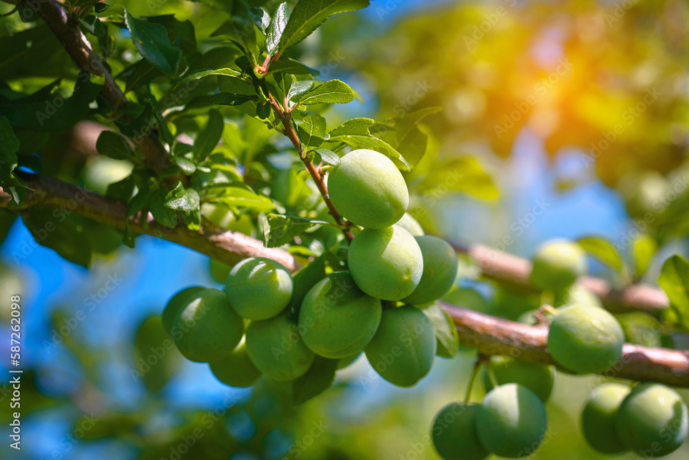 Plums cultivation, young fruits of plum tree. Green plums growing, plum hanging on tree branch. Unripe green plum tree branch. Green natural background with fruits. Plums cultivation, young fruits of plum tree. Green plums growing, plum hanging on tree branch. Unripe green plum tree branch. Green natural background with fruits.