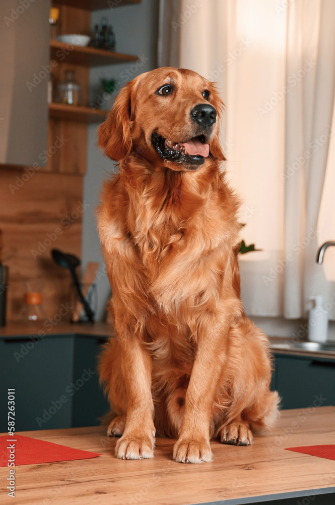 Sitting on the table. Cute Golden retriever dog is indoors in the kitchen
