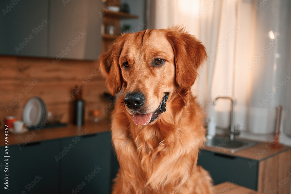 On the kitchen. Cute Golden retriever dog is indoors