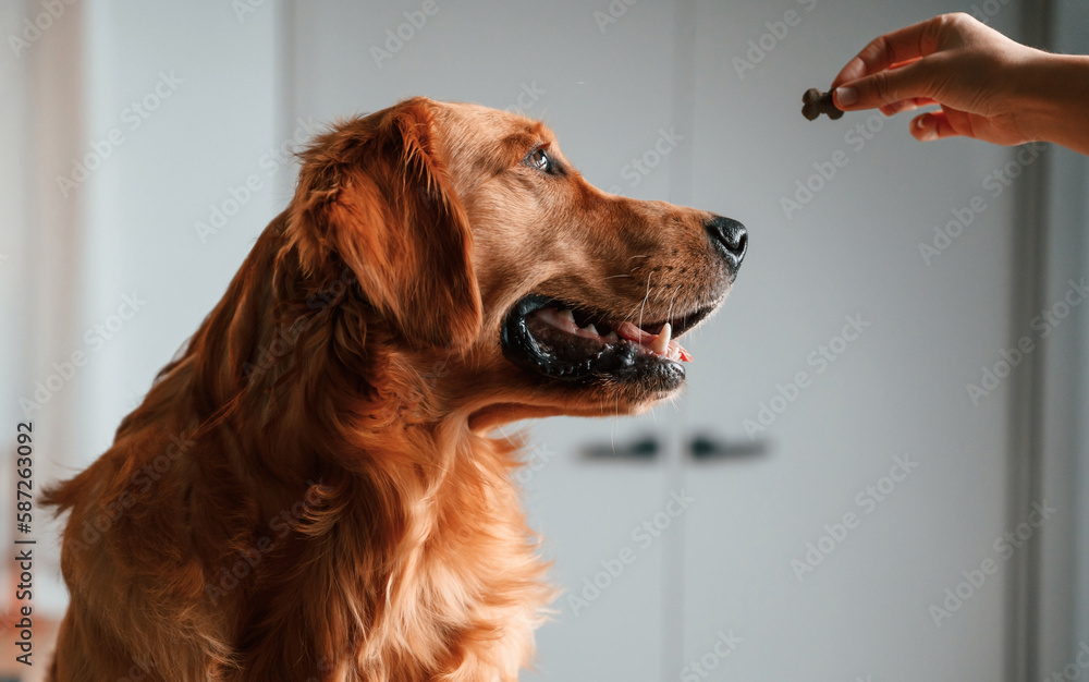 Woman is giving treats to the golden retriever dog indoors. Side view