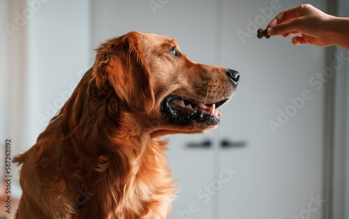 Woman is giving treats to the golden retriever dog indoors. Side view