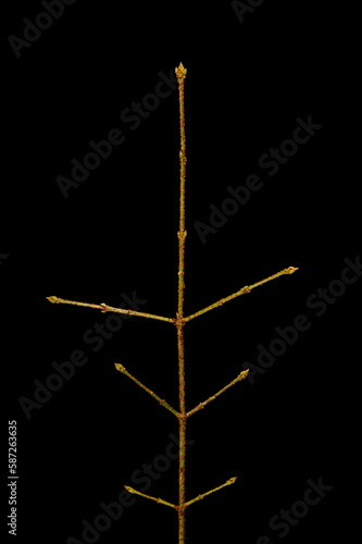 Warted Spindle (Euonymus verrucosus). Wintering Twig Closeup photo