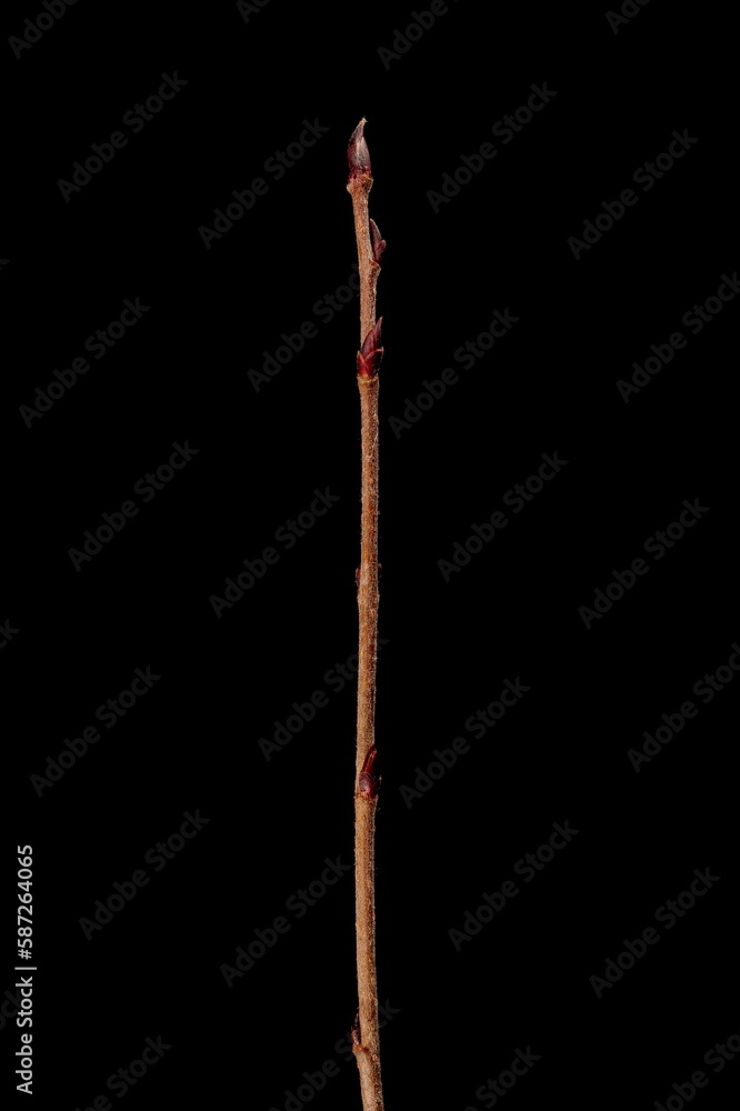 Mitschurin's Chokeberry (x Sorbaronia fallax). Wintering Twig Closeup Mitschurin's Chokeberry (x Sorbaronia fallax). Wintering Twig Closeup