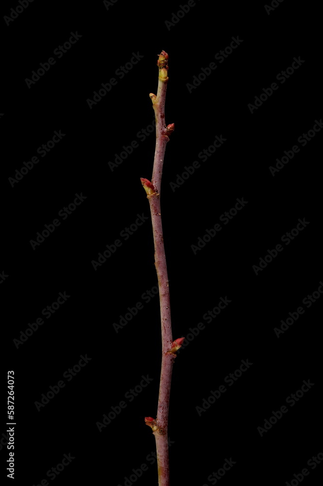 Apple Rose (Rosa villosa). Wintering Twig Closeup Apple Rose (Rosa villosa). Wintering Twig Closeup